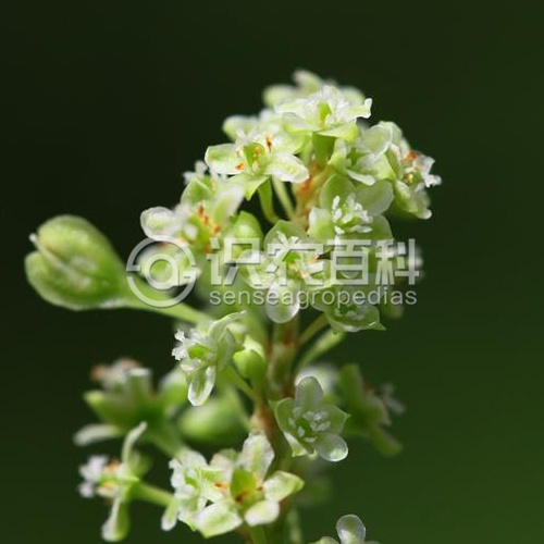 柑橘黄叶症状示例4