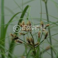柑橘黄叶症状示例0