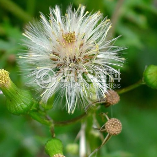 柑橘黄叶症状示例4