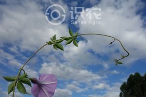 柑橘黄叶症状示例0