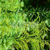 柑橘黄叶症状示例0