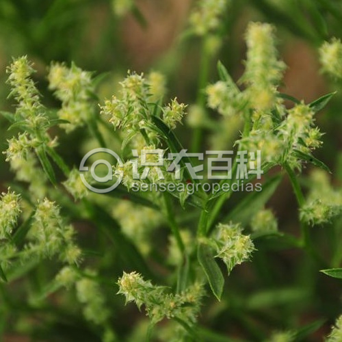 柑橘黄叶症状示例3