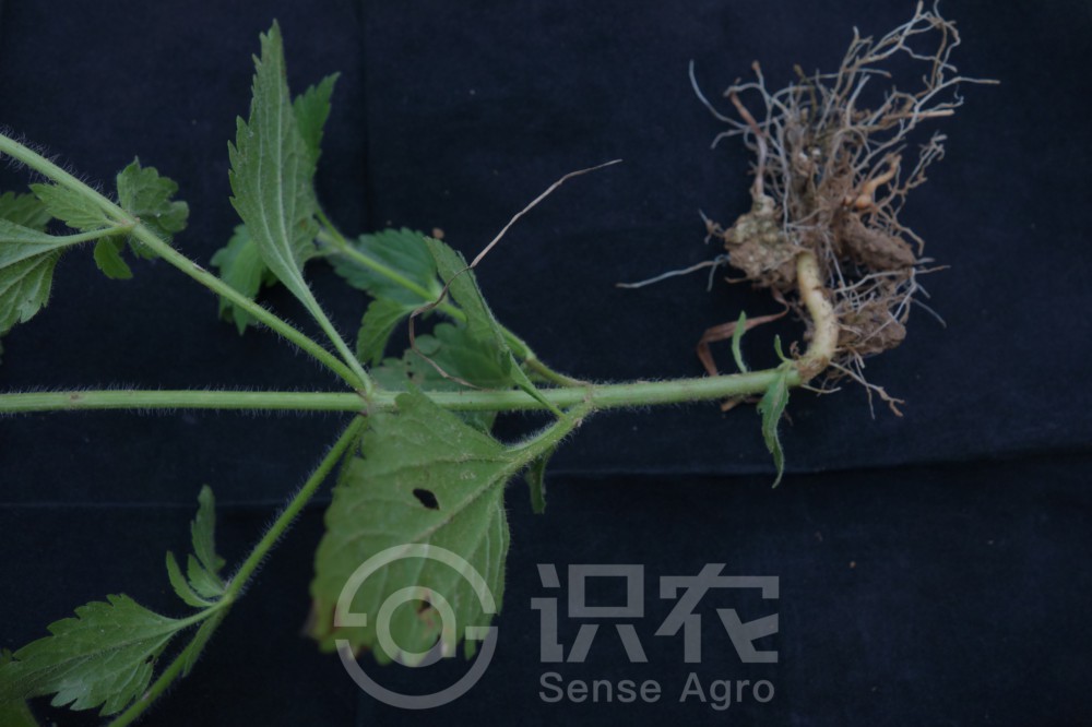 柑橘黄叶症状示例3