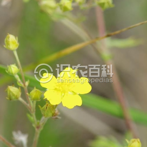 柑橘黄叶症状示例2