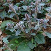 柑橘黄叶症状示例0