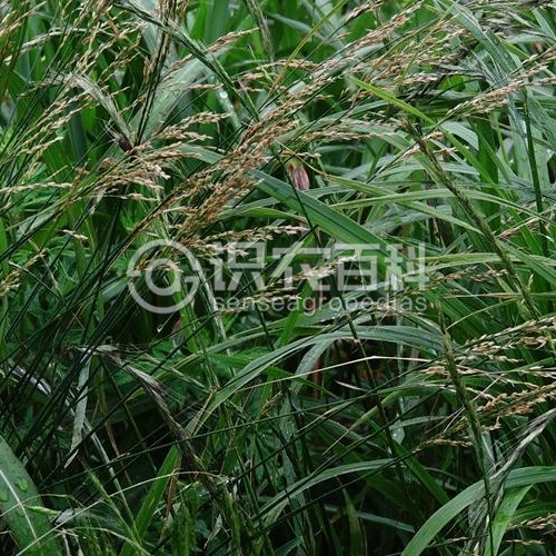 柑橘黄叶症状示例3