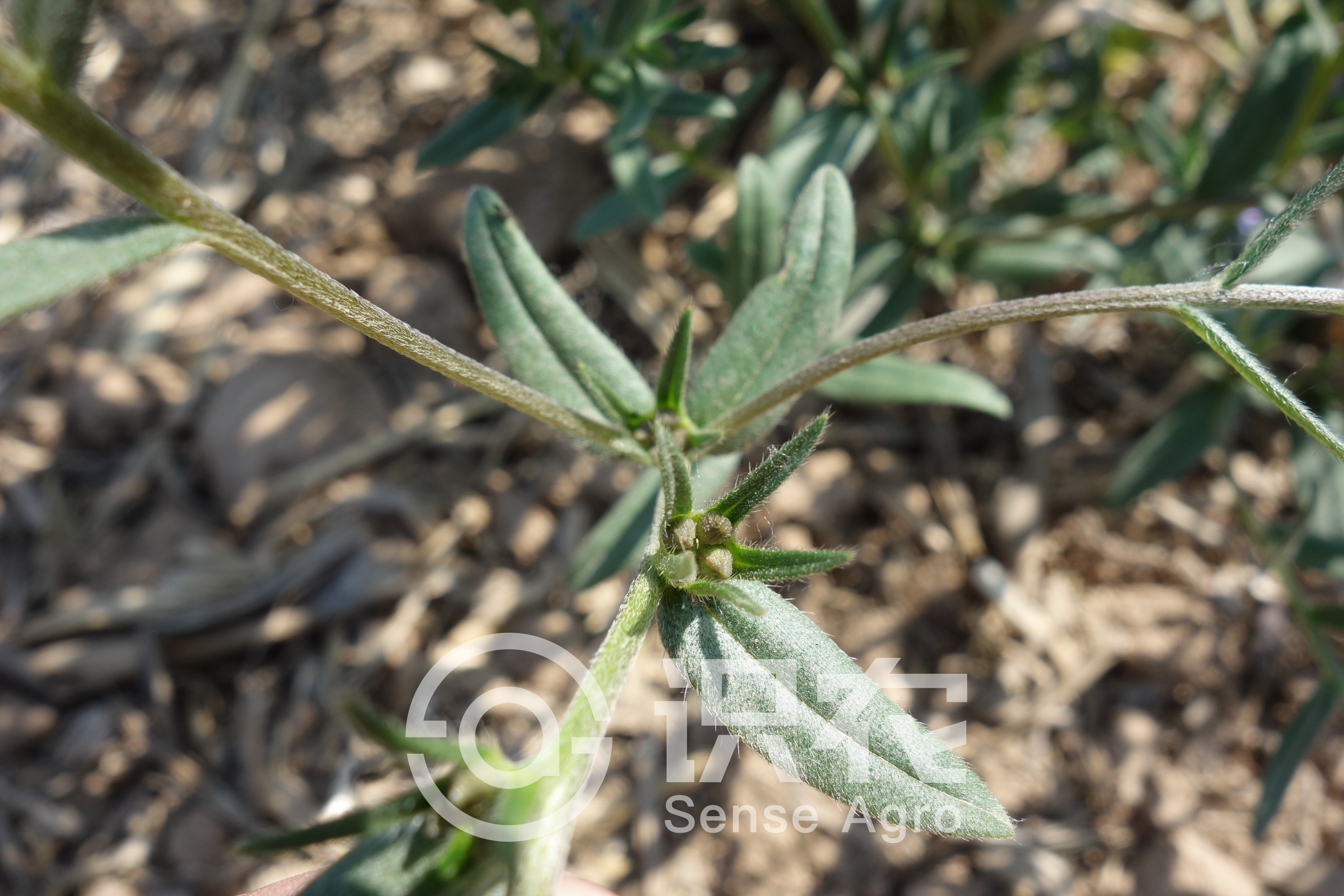 柑橘黄叶症状示例6