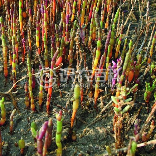 柑橘黄叶症状示例1