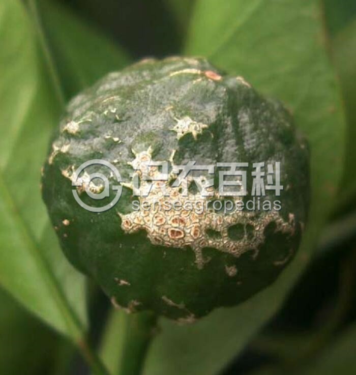 柑橘黄叶症状示例2