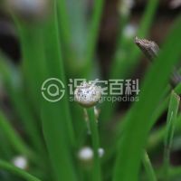 柑橘黄叶症状示例0