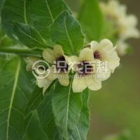 柑橘黄叶症状示例0