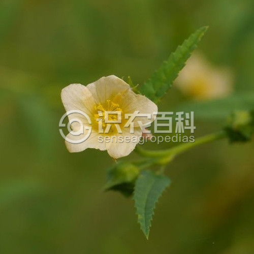 柑橘黄叶症状示例2