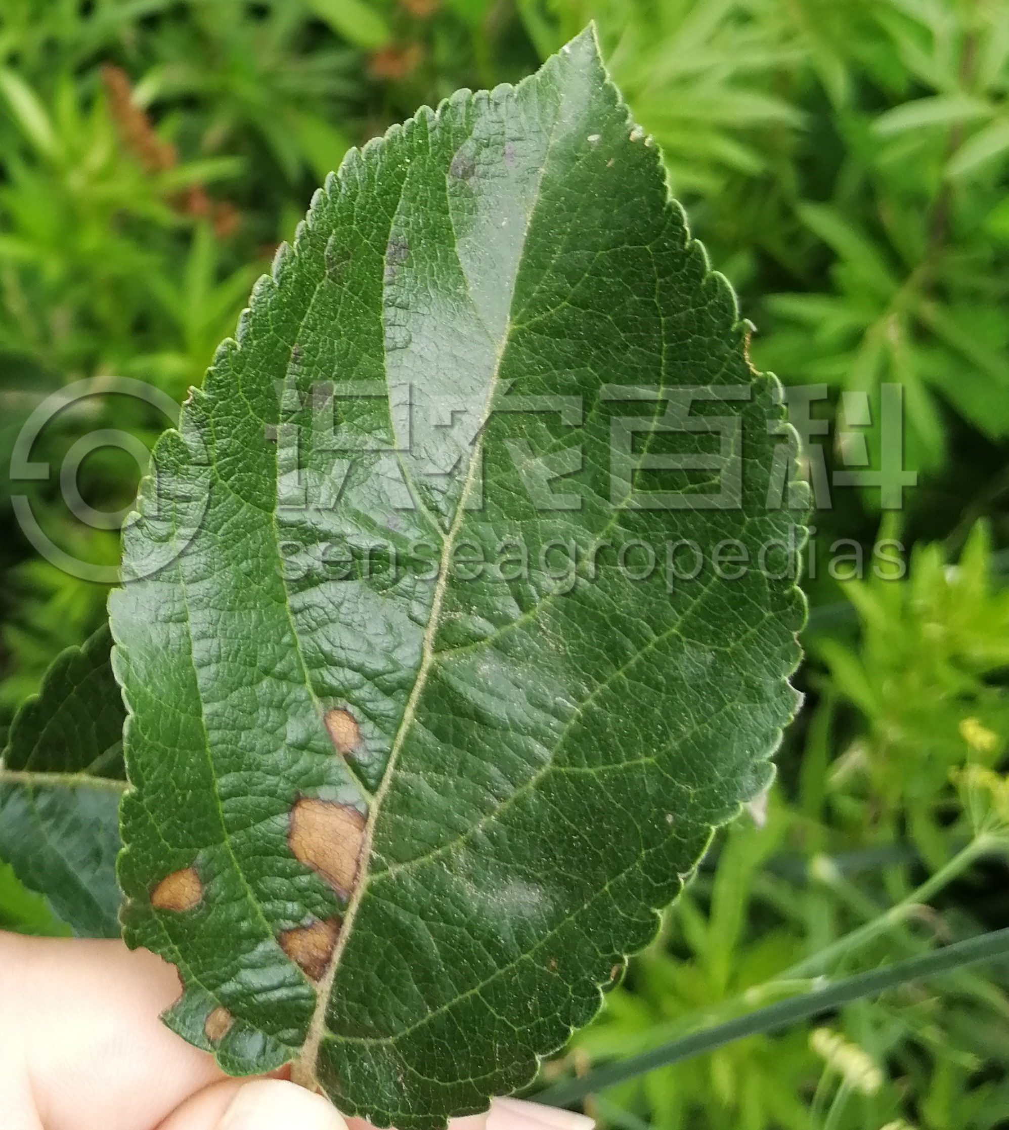 柑橘黄叶症状示例3