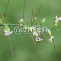 柑橘黄叶症状示例0