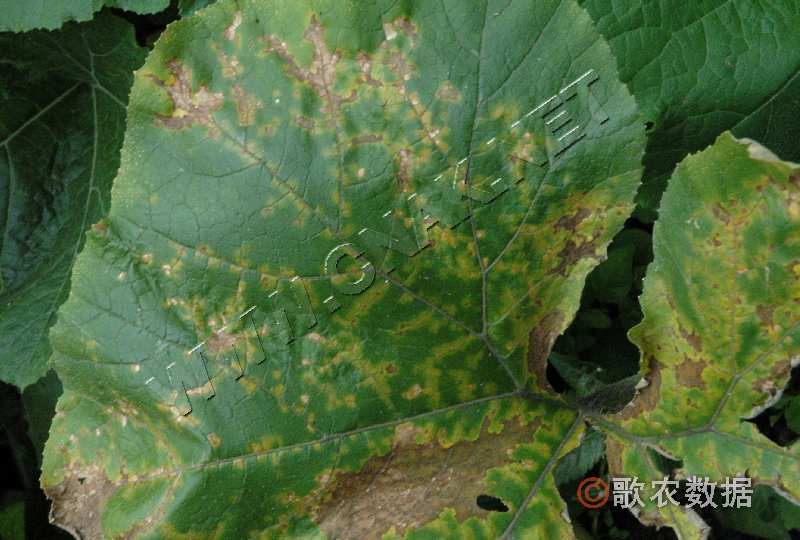 柑橘黄叶症状示例0