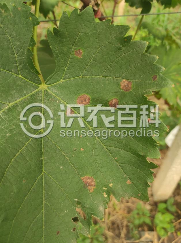 柑橘黄叶症状示例3