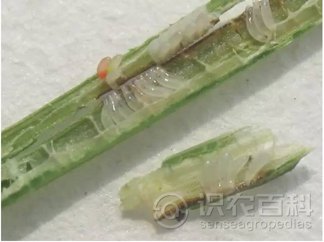 柑橘黄叶症状示例2