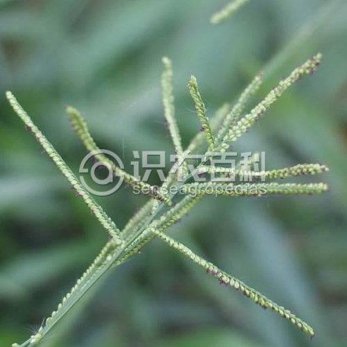 柑橘黄叶症状示例2