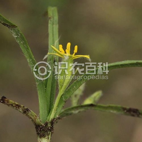 柑橘黄叶症状示例1