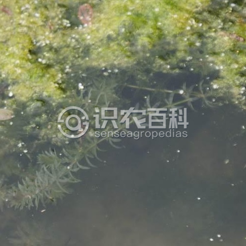 柑橘黄叶症状示例2