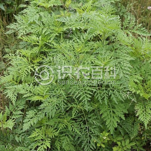 柑橘黄叶症状示例1