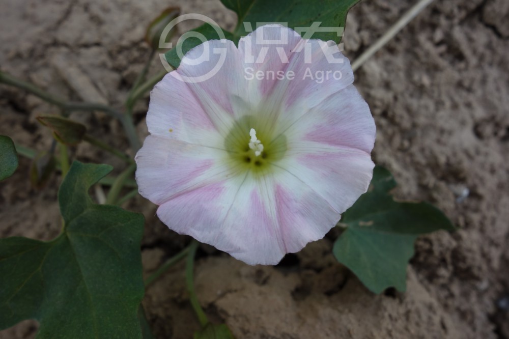 柑橘黄叶症状示例3