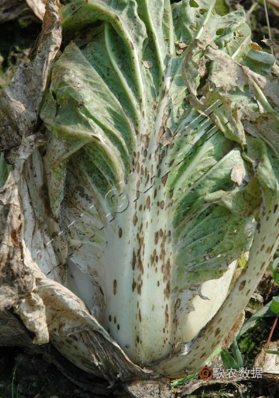 柑橘黄叶症状示例5