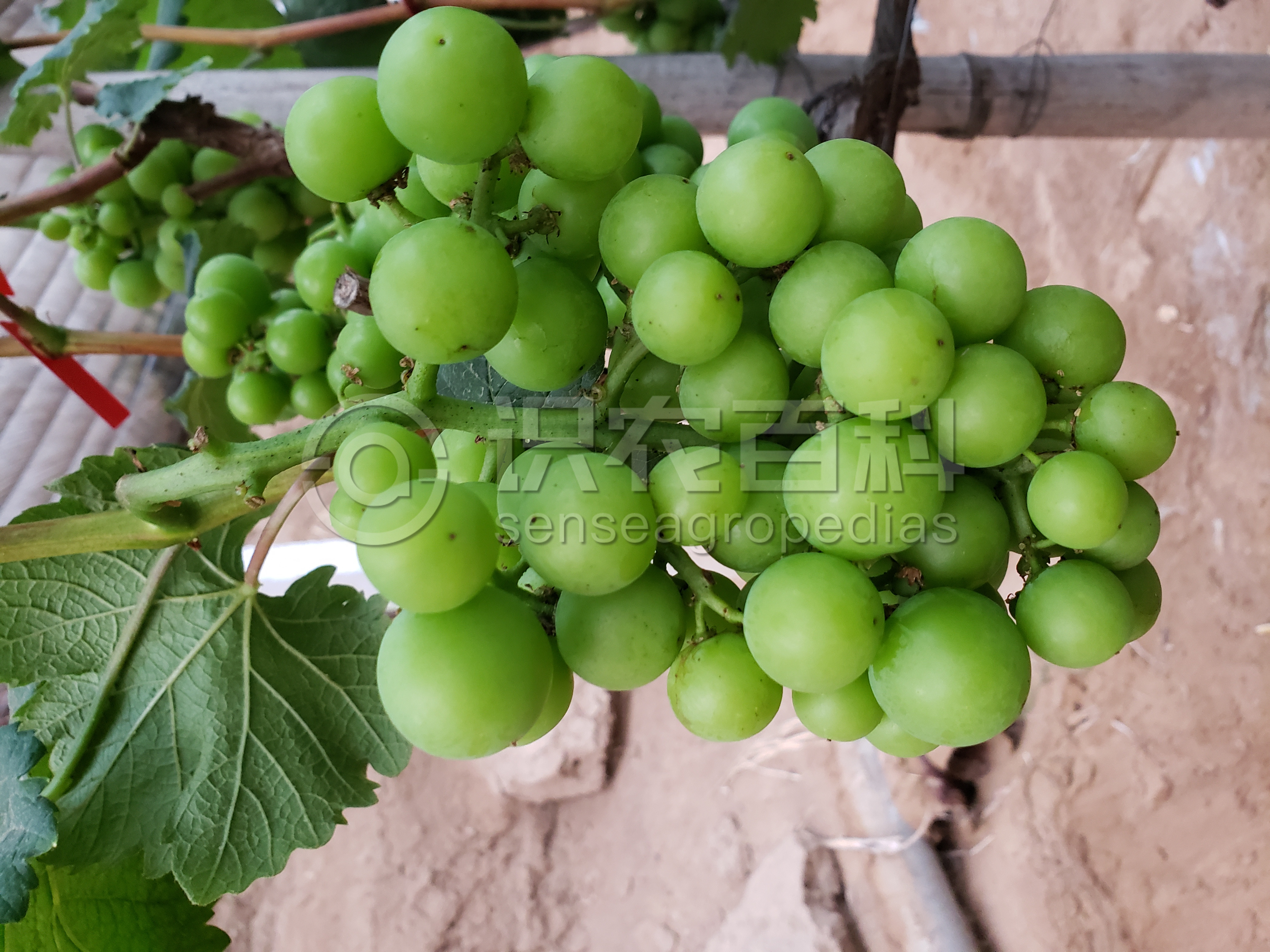 柑橘黄叶症状示例1