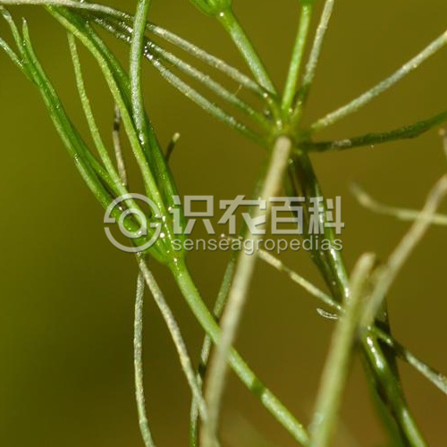 柑橘黄叶症状示例3