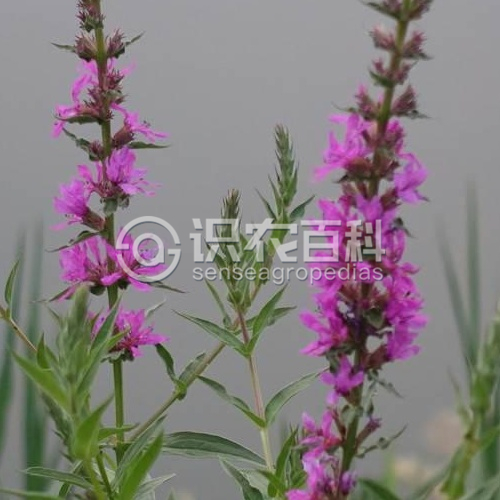 柑橘黄叶症状示例1
