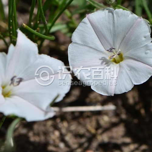 柑橘黄叶症状示例1