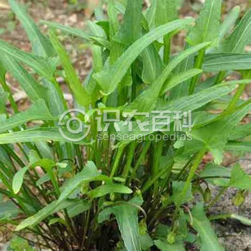 柑橘黄叶症状示例1