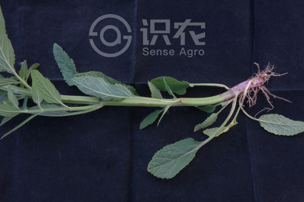 柑橘黄叶症状示例5
