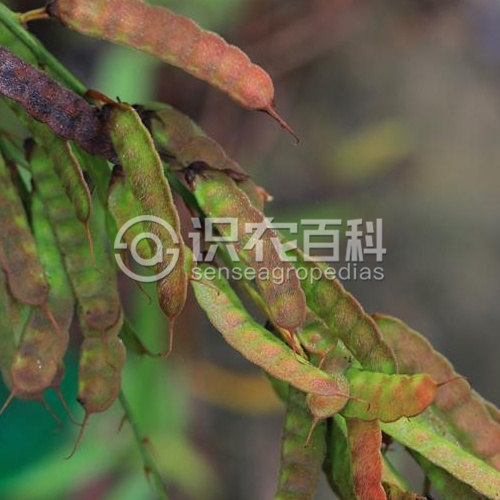 柑橘黄叶症状示例1