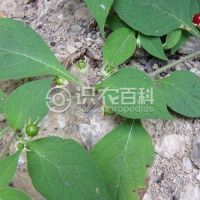 柑橘黄叶症状示例0