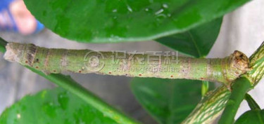 柑橘黄叶症状示例3