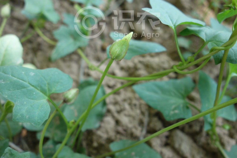 柑橘黄叶症状示例4