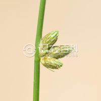 柑橘黄叶症状示例0