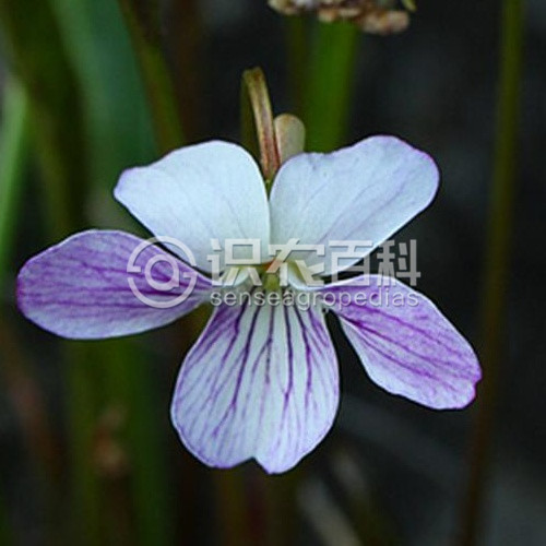 柑橘黄叶症状示例4