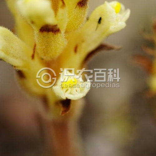 柑橘黄叶症状示例4