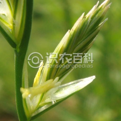 柑橘黄叶症状示例1