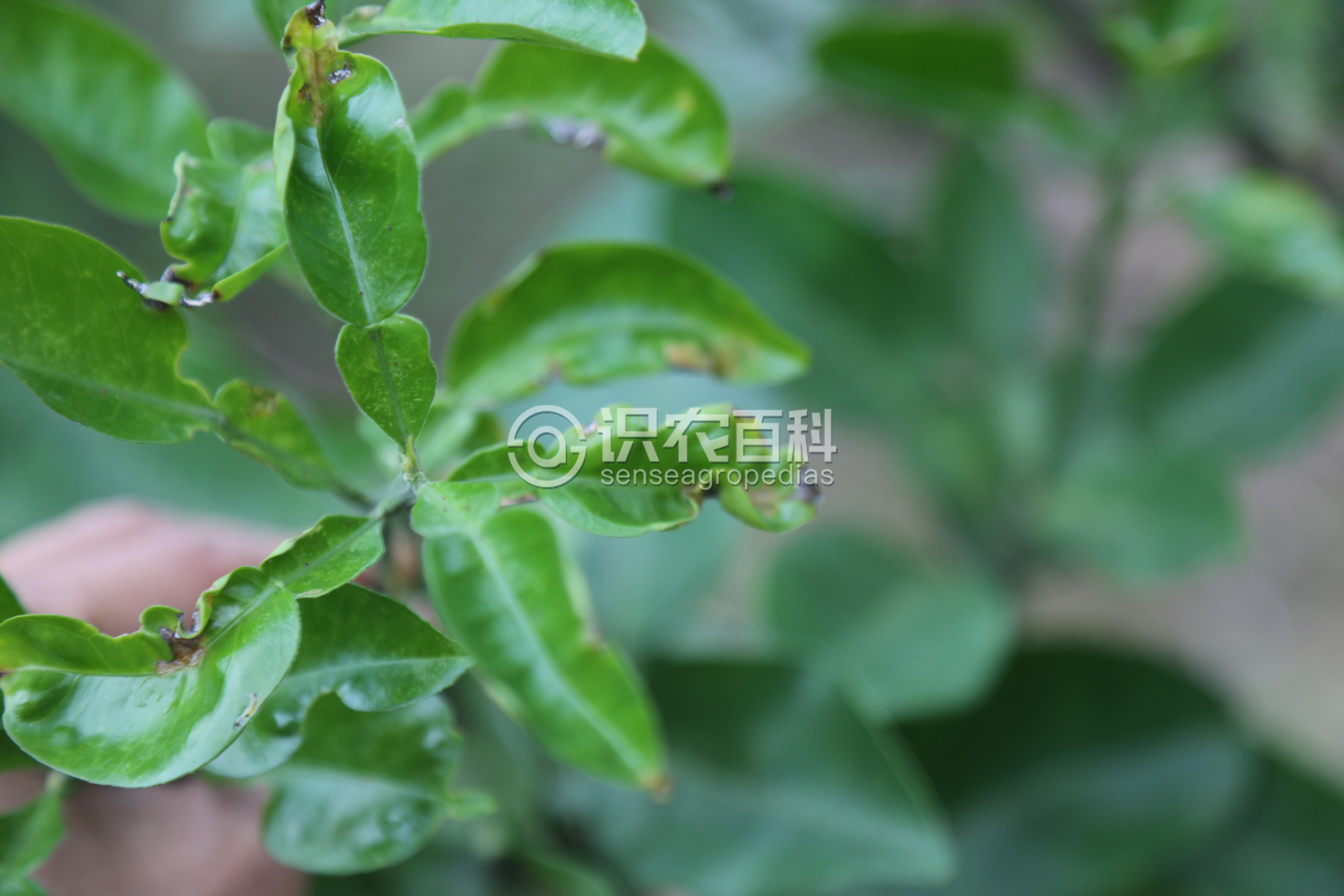 柑橘黄叶症状示例3