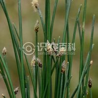 柑橘黄叶症状示例0