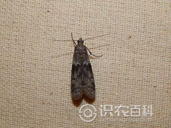 柑橘黄叶症状示例1