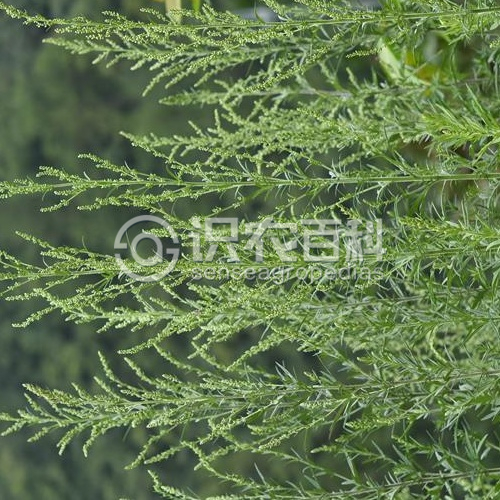 柑橘黄叶症状示例2