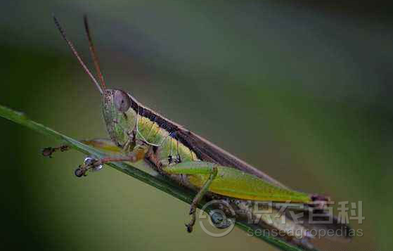 柑橘黄叶症状示例2