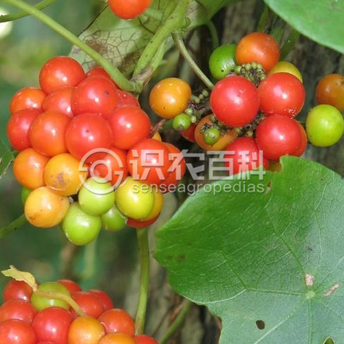 柑橘黄叶症状示例3