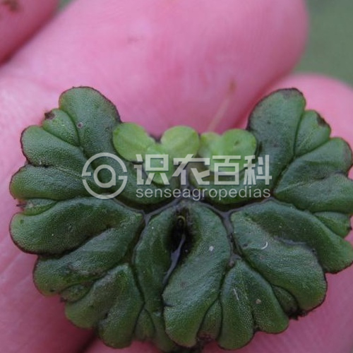 柑橘黄叶症状示例3