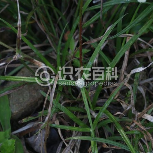 柑橘黄叶症状示例2