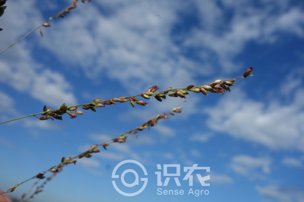 柑橘黄叶症状示例4